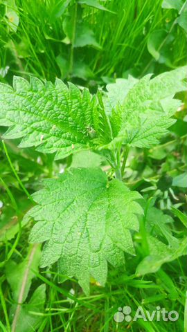 Крапива майская