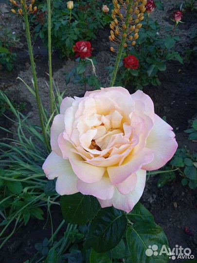 Чайно гибридные розы