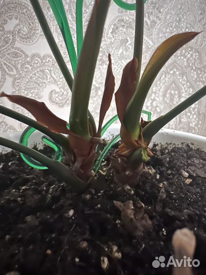 Антуриум черный