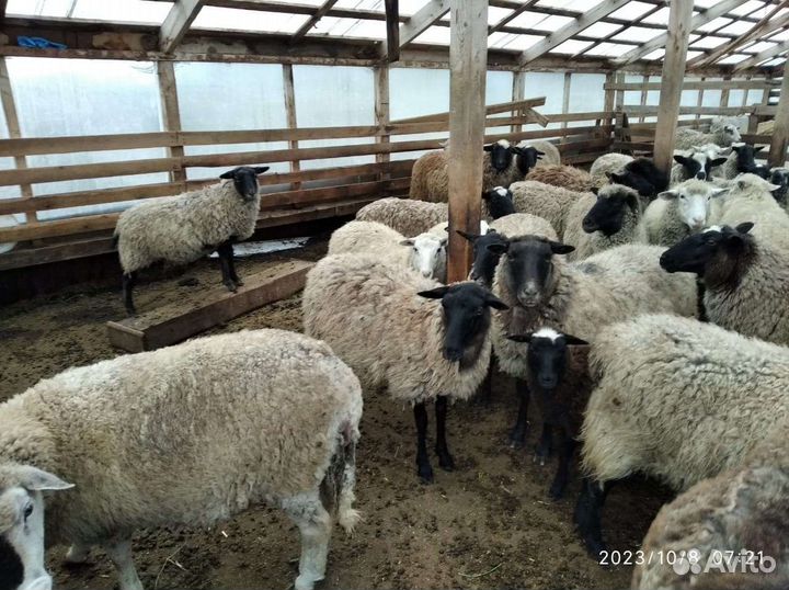 Овцы, бараны на разведение и на мясо
