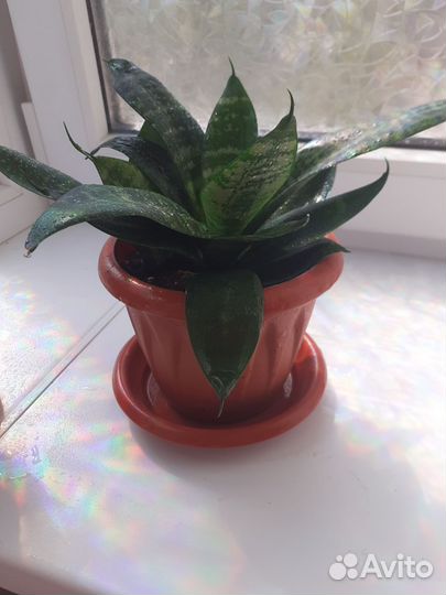 Сансевиерия ханни