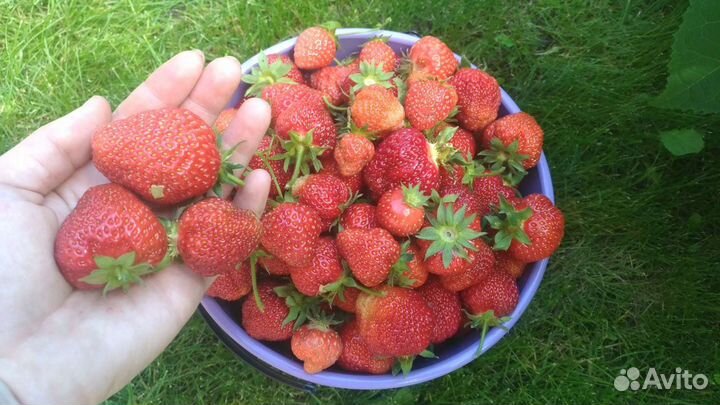 Рассада клубники Луховицы