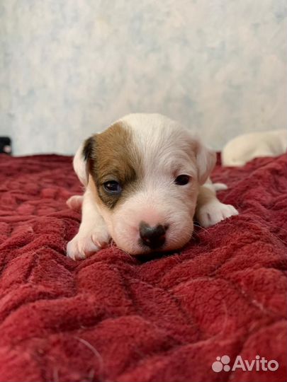 Парсон рассел терьер