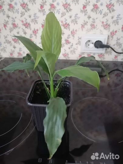 Спатифиллум