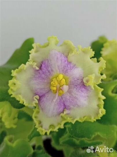 Фиалка сортовая