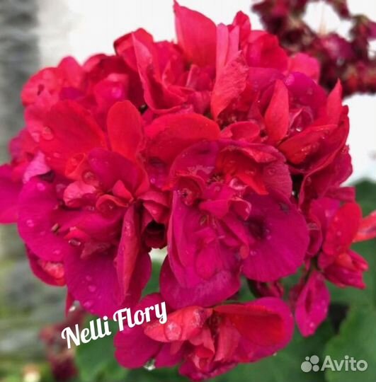 Пеларгония герань