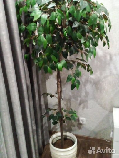 Фикус бенджамина большой