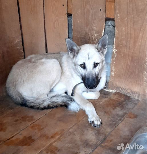 Собака в добрые руки щенок