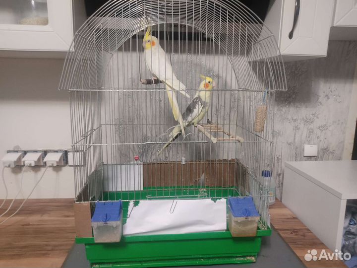 Карелла -Какаду