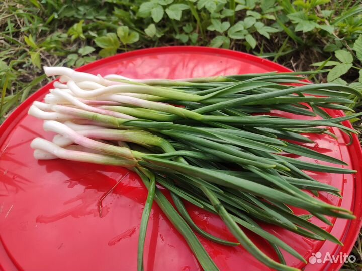 Зелень чеснока