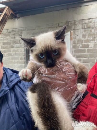 Великолепные котята