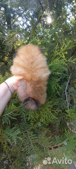 Шпицы Мини мишки