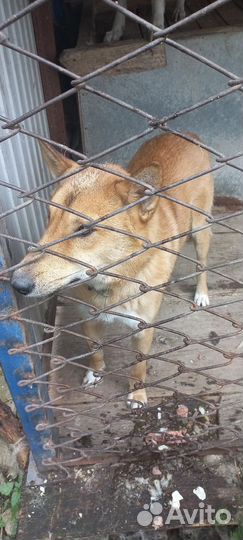 Собаки лайки