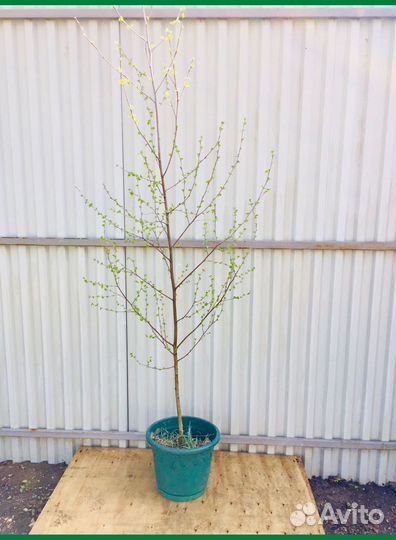 Ели и Березы саженцы с доставкой