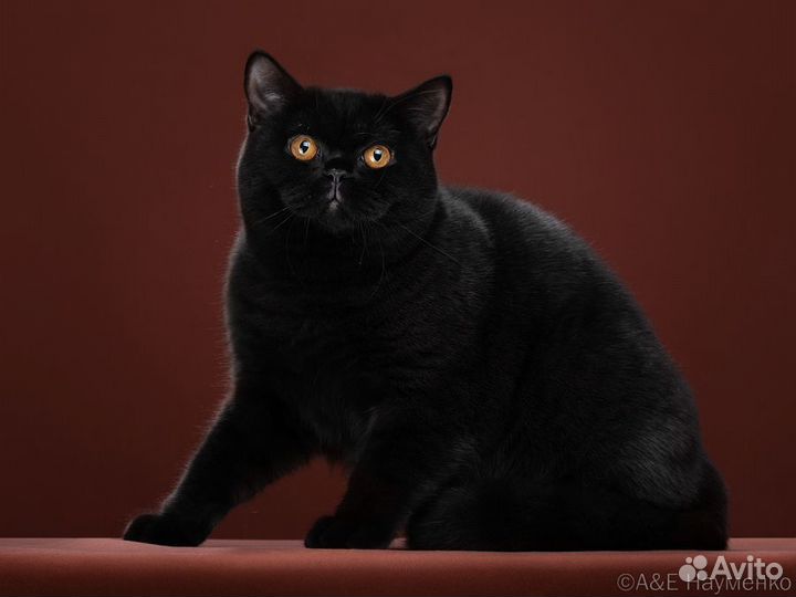 Черный кот британец