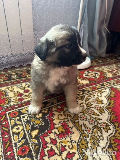 Щенки московской сторожевой