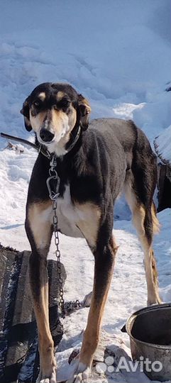 Хортая борзая