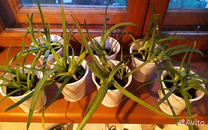 Укорененный Алоэ (столетник)