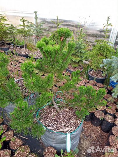 Сосна горная Мугус