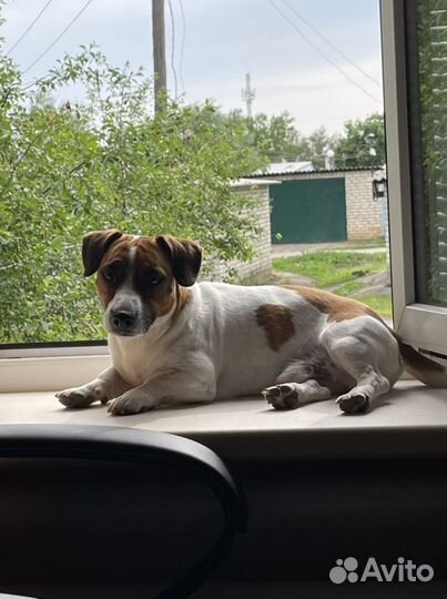 Вязка джек-рассел-терьер