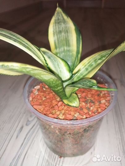 Сансевиерия Японский твистер