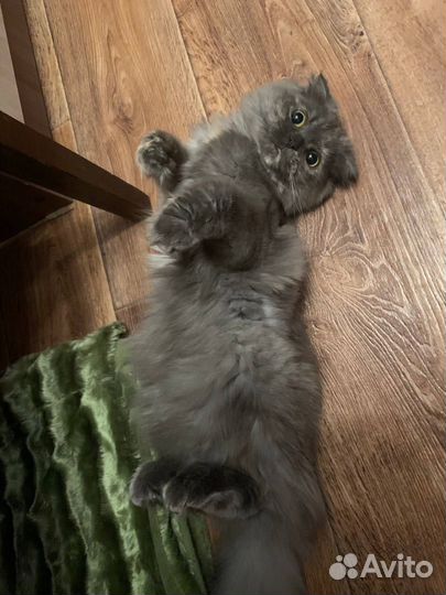 Кошка вислоухая