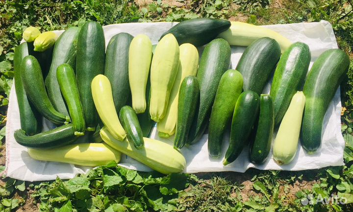 Кабачки домашние