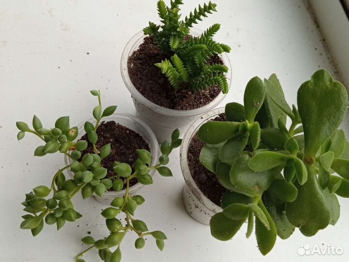 Суккуленты