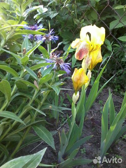 Ирисы