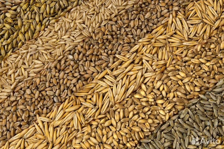 Зерно пшеница ячмень кукуруза