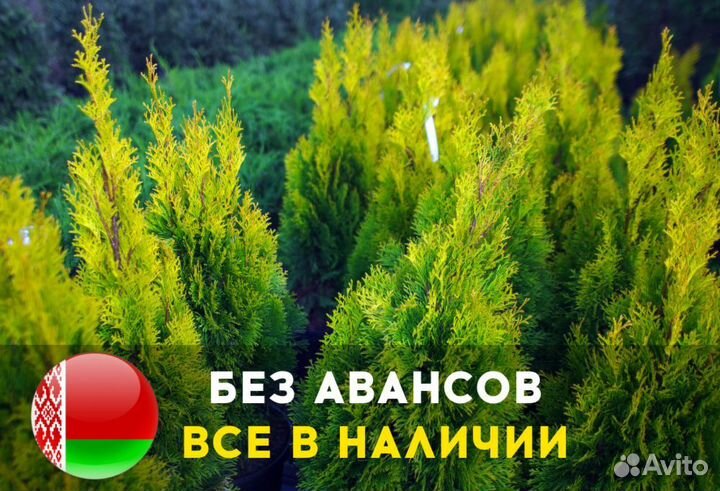 Туя вип качества Смарагд