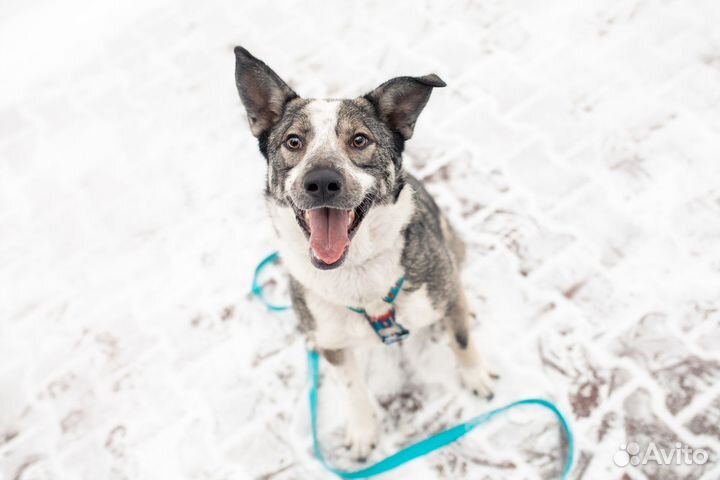 Собака в добрые руки