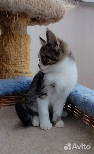 Котёнок в дар