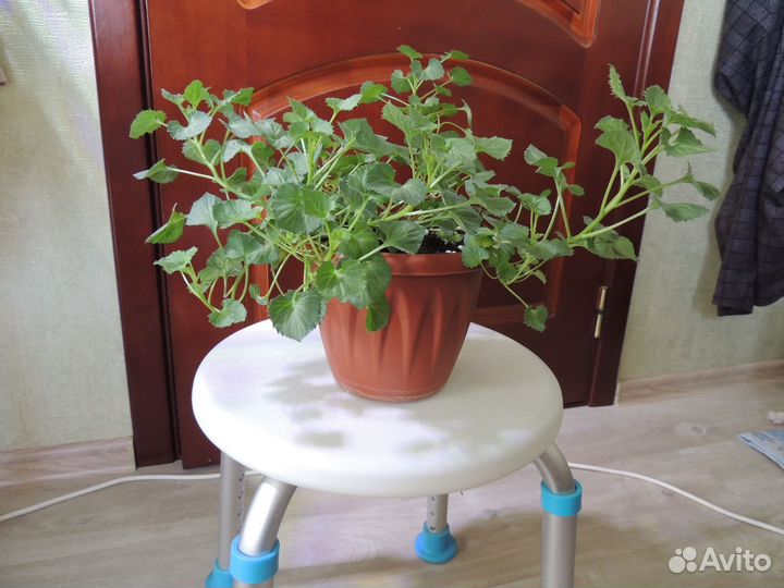 Кампанулы молоденькие