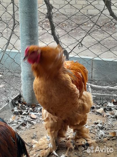 Молодые петухи Брама