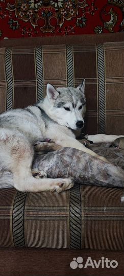 Щенки хаски