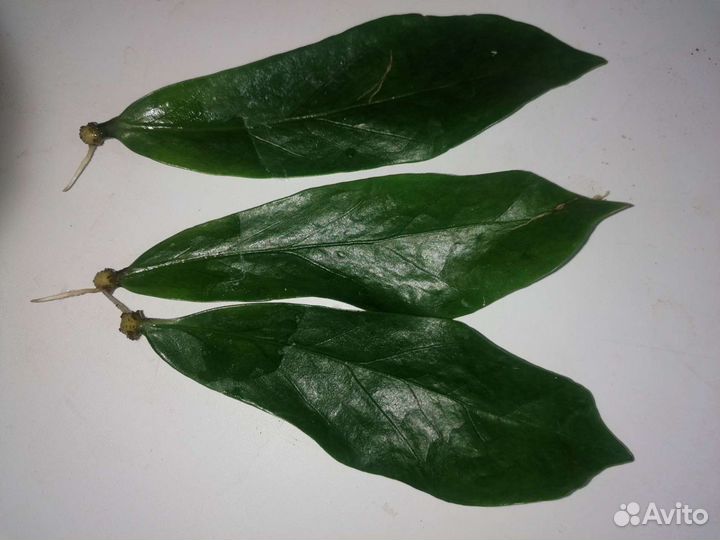 Замиакулькас black alligator(чёрный крокодил)