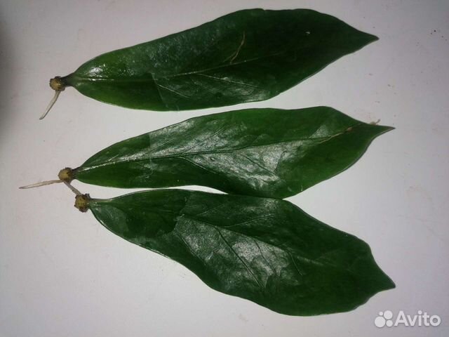 Замиакулькас black alligator(чёрный крокодил)