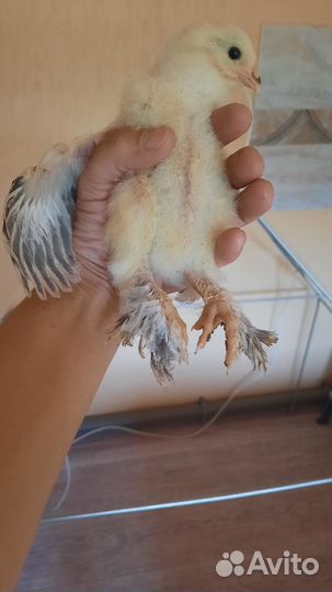 Цыплята порода Брама светлая Колумбийская