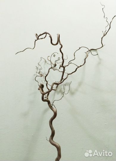 Деревце натуральное Голландия 100 -130 см