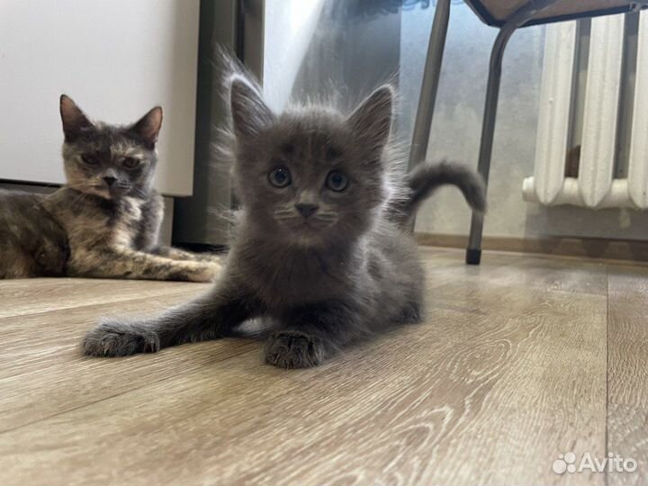 Прелестные котята в добрые руки