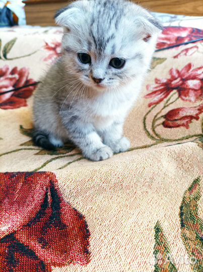 Котята шотландской вислоухой шиншиллы