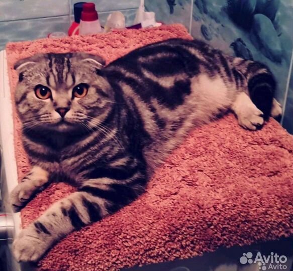 Кот на вязку шотландский вислоухий