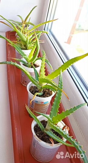 Алоэ столетник