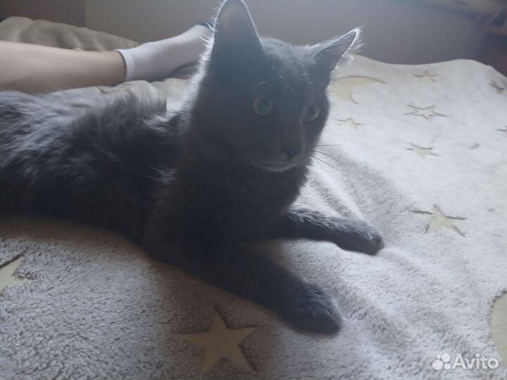 Кот в добрые руки