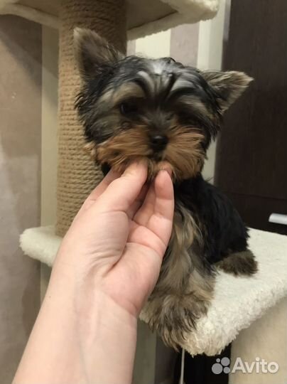 Щенок йоркширский терьер