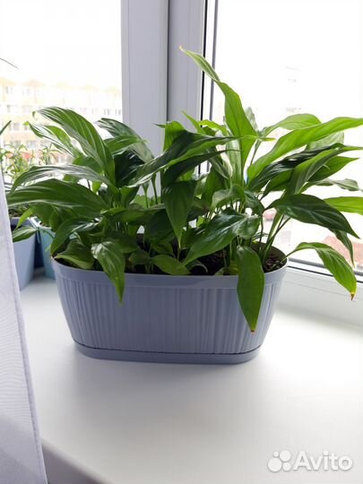 Спатифилиум - цветок женское счастье