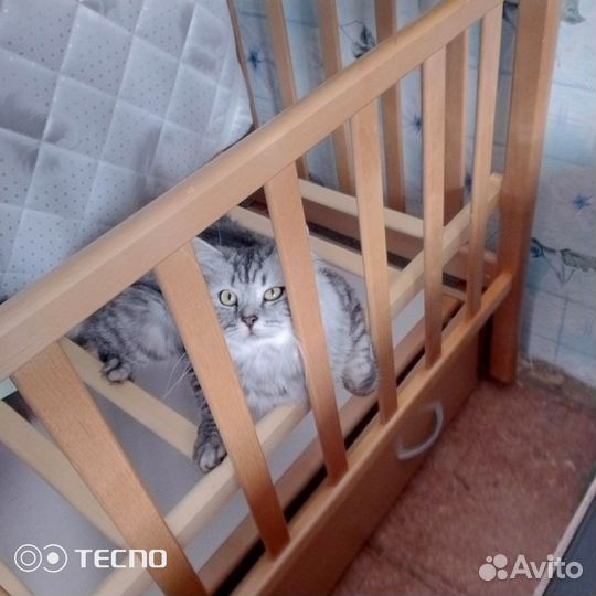Сибирский кот