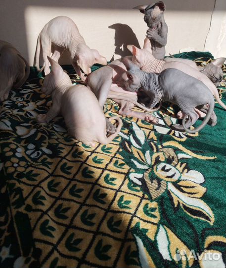 Лысые котята сфинкс