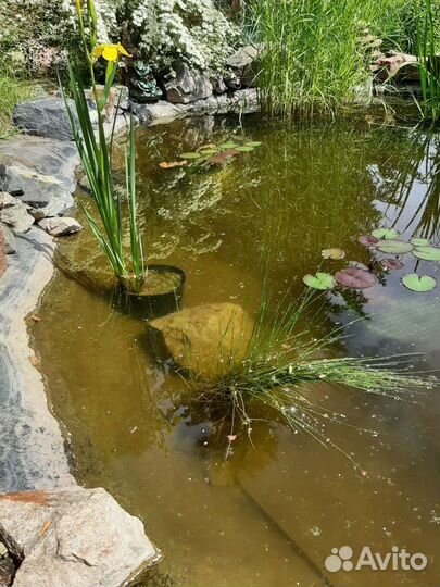 Растения для водоёма